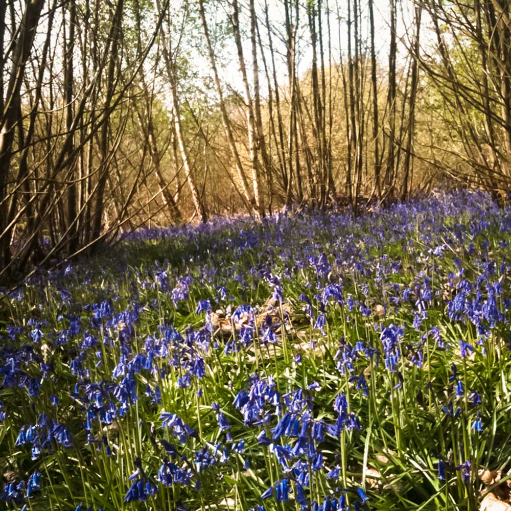 Bluebell meadow near Big Sky Tipi glamping in East Sussex
